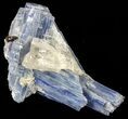 Vibrant Blue Kyanite Crystals In Quartz - Brazil #56936-1